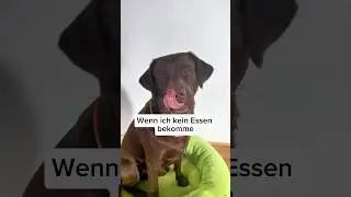 Wenn dein HUND hungrig ist 😢😆 #samlabrador