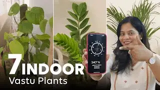 Best Vastu Plants For Positivity In Your Home