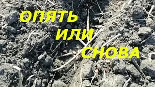 ЖИЗНЬ В ДЕРЕВНЕ//Что засеяли на поле в тихом уголке//