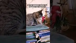 Смешные кошечки Наши домашние животные