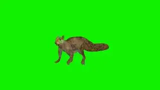Squirrel (गिलहरी) Former Green Screen Cartoon Video || Squirrel Green Screen
