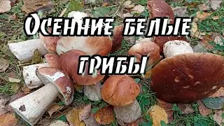 Осенние белые грибы