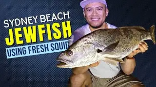 Sydney Beach Jewfish [Using Fresh Squid]