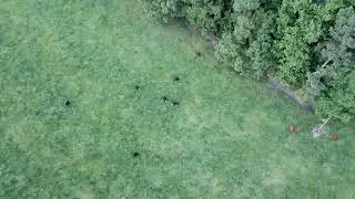 Visiting the Cows