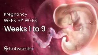 Inside Pregnancy: Weeks 1-9 | BabyCenter