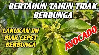 BERTAHUN TAHUN TIDAK BERBUAH ❗️LAKUKAN CARA INI BIAR CEPER BERBUAH ❗️❗️AVOCADO BUNGANYA BANYAK
