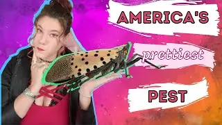 What's the DEAL with the Spotted Lanternfly?