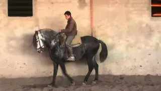 Жеребец PRE 5 лет, для продажи