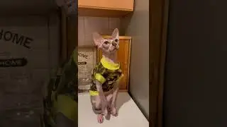 #shorts#cat#catlover
