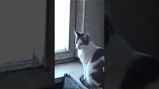 Отправил мошенницу проверить мозг  #юмор #прикол #мошенникивсети #мошенница