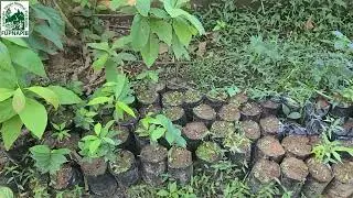 Defensor de semillas en la Ceiba, Atlántida.