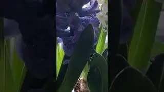 Гиацинты из Пятёрочки