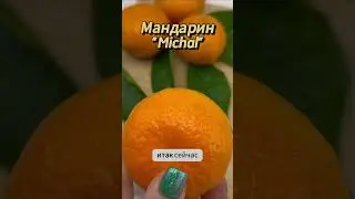 Мандарин Michal  