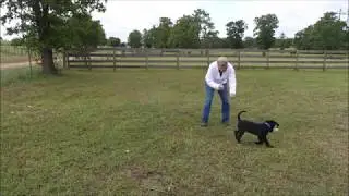Three Phases of the Fetch 'Game' using The Bill Hillmann DVDs