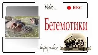 Бегемотики