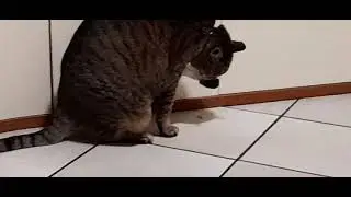 Il mio GATTO si MANGIA la sua ZAMPA BENDATA mentre sono in VIDEOLEZIONE!