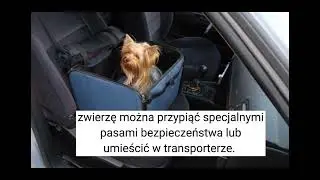 w jaki sposób przewozić psy w samochodzie? 🚗🐕