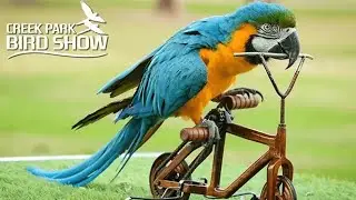 Creek park bird show in Dubai