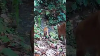 Pumas Wander Up The Creek on Trail Cams