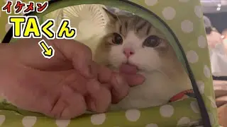 【猫とパタヤ旅行】ソンクランに親友のTAくんと一緒にコロタを連れてパタヤ旅行！！【田舎っぺ父ちゃんとタイで暮らす猫】