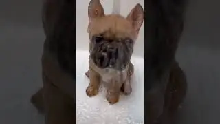 How to grow your own dog 🐾 