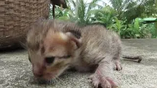 Hungry Kitten cry aloud for milk