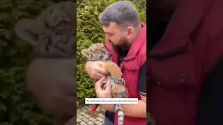 Man raises cute tiger cub 😍 😻