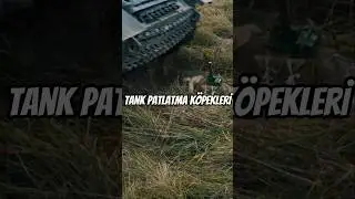 Sovyetlerin Tank Patlatma Köpekleri 
