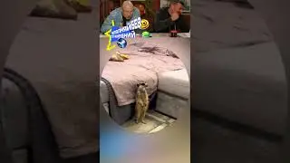😂IF YOU LAUGH, YOU SUBSCRIBE! 