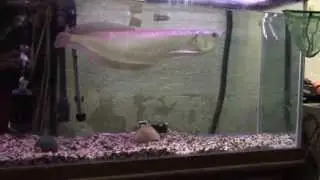 Arowana eating lunch also called Dragon Fish, Baramundi, Saratoga and Kelesa Fish
