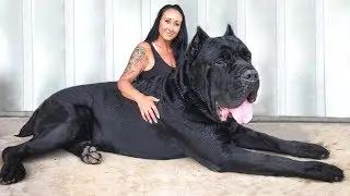 You Won't Believe These Facts About Dogs