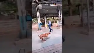 Dogs understand Newton's law without studying.😀 #physics #viral | Code Crushers