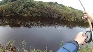 Dollaghan Trout after a flood,