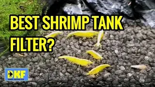 Best Shrimp Tank Filter?