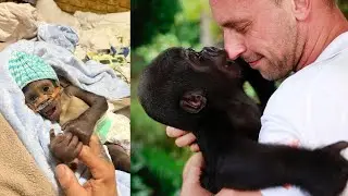 The Inspiring True Story of Kaius, the Baby Gorilla Whose Life Was Saved by Zookeeper Chad