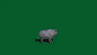 Wild Boar Green Screen (Resounded)
