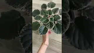 Постепенное формирование розетки на примере Revermist Zombie и Revermist Calypso.