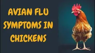 Avian Flu Symptoms In Chickens