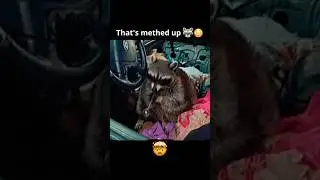 Meth Racoon Rats Out His Owner 😳 