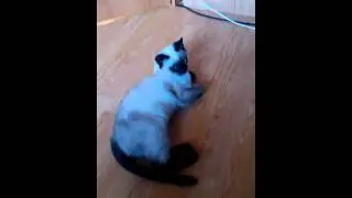 Сиамские котята Алиса и Муслим