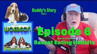Getting Our First Champion (Buddy's Story Part 1) - Bassets Eating Habits -- Episode 6