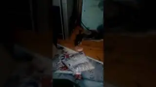 Садовая соня на кордоне Керженского заповедника. 1 серия Видео А.В. Гореловского