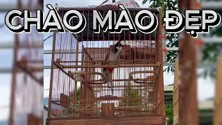 Ngắm Chào mào Thi thố bộ đẹp cực kì ấn tượng