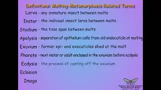 05.1-Metamorphosis-Introduction