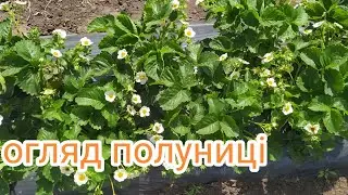 Огляд клубники після морозів. Стан клубники на 13 травня