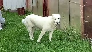 Alabaika Tracy. Dog-roller!