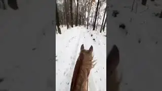 #лошади #лайки