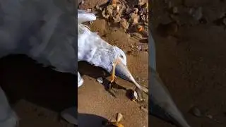 Disadvantage Of Being A Seagull