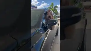 My dog honks at me if I leave him in the car! 