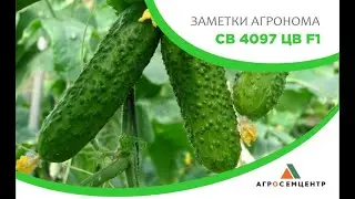 Эффективная формировка огурца СВ 4097 ЦВ
